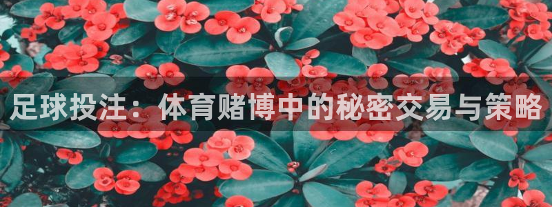  足球投注：体育赌博中的秘密交易与策略