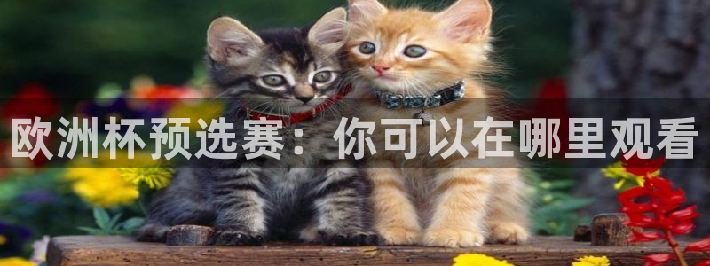  欧洲杯预选赛：你可以在哪里观看