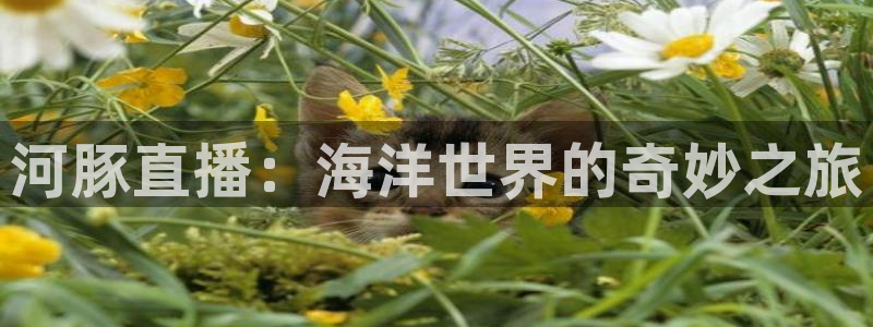 足球比赛直播间833